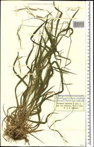 Brachypodium sylvaticum (Huds.) P.Beauv., Caucasus, Azerbaijan (K6) (Azerbaijan)