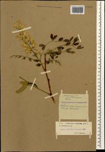 Robinia pseudoacacia L., Caucasus, Stavropol Krai, Karachay-Cherkessia & Kabardino-Balkaria (K1b) (Russia)