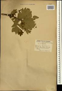 Quercus macranthera Fisch. & C.A.Mey. ex Hohen., Caucasus, Armenia (K5) (Armenia)
