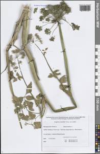Angelica saxatilis Turcz. ex Ledeb., Siberia, Chukotka & Kamchatka (S7) (Russia)