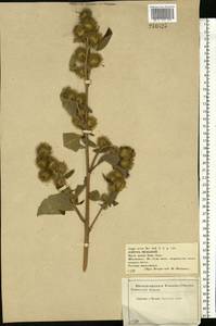 Arctium minus (Hill) Bernh., Eastern Europe, Central forest-and-steppe region (E6) (Russia)