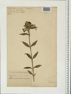 Dianthus barbatus L., Eastern Europe, Middle Volga region (E8) (Russia)