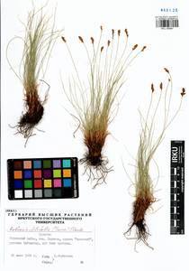 Carex macroprophylla (Y.C.Yang) S.R.Zhang, Siberia, Baikal & Transbaikal region (S4) (Russia)