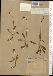 Valeriana chionophila Popov & Kult., Middle Asia, Syr-Darian deserts & Kyzylkum (M7) (Kazakhstan)