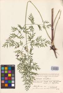 Selinum carvifolia (L.) L., Eastern Europe, Western region (E3) (Russia)