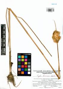Typha laxmannii Lepech., Siberia, Baikal & Transbaikal region (S4) (Russia)
