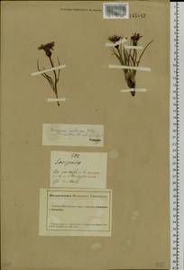 Takhtajaniantha austriaca (Willd.) Zaika, Sukhor. & N. Kilian, Siberia, Altai & Sayany Mountains (S2) (Russia)