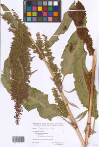 Rumex longifolius DC., Eastern Europe, Western region (E3) (Russia)