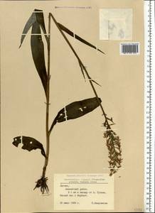Dactylorhiza maculata subsp. fuchsii (Druce) Hyl., Eastern Europe, Latvia (E2b) (Latvia)