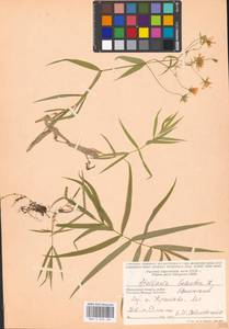 Rabelera holostea (L.) M. T. Sharples & E. A. Tripp, Eastern Europe, Moscow region (E4a) (Russia)