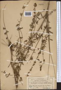 Onobrychis amoena Popov & Vved., Middle Asia, Western Tian Shan & Karatau (M3) (Kyrgyzstan)