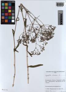 KUZ 004 393, Gypsophila altissima L., Siberia, Altai & Sayany Mountains (S2) (Russia)