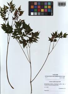 Actaea rubra subsp. rubra, Siberia, Altai & Sayany Mountains (S2) (Russia)