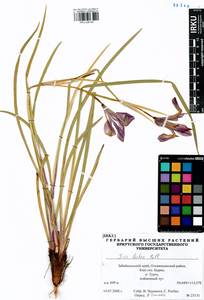 Iris lactea Pall., Siberia, Baikal & Transbaikal region (S4) (Russia)