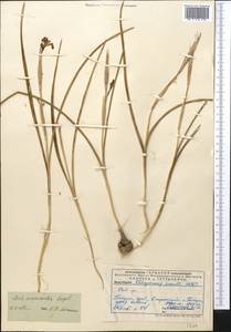 Moraea sisyrinchium (L.) Ker Gawl., Middle Asia, Pamir & Pamiro-Alai (M2) (Uzbekistan)
