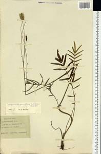 Poterium tenuifolium var. alba (Trautv. & C. A. Mey.), Siberia, Russian Far East (S6) (Russia)