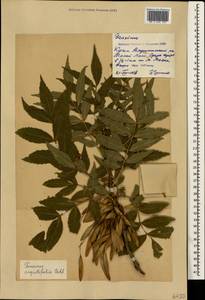 Fraxinus angustifolia Vahl , nom. cons., Crimea (KRYM) (Russia)