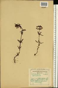 Pedicularis palustris L., Eastern Europe, Northern region (E1) (Russia)