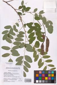 Robinia pseudoacacia L., Eastern Europe, Central forest-and-steppe region (E6) (Russia)