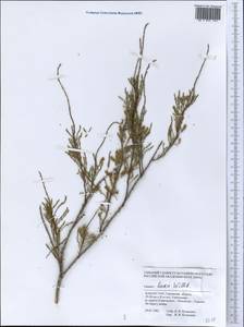 Tamarix laxa Willd., Middle Asia, Caspian Ustyurt & Northern Aralia (M8) (Kazakhstan)