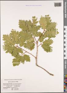 Quercus pubescens Willd., Caucasus, Black Sea Shore (from Novorossiysk to Adler) (K3) (Russia)