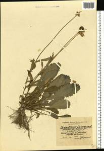 Leucanthemum vulgare Lam., Eastern Europe, Moscow region (E4a) (Russia)