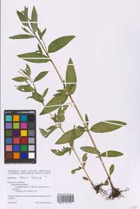 Epilobium roseum (Schreb.) Schreb., Eastern Europe, Western region (E3) (Russia)