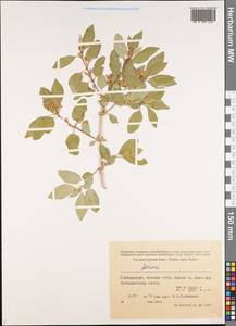 Lonicera, Middle Asia, Pamir & Pamiro-Alai (M2) (Tajikistan)