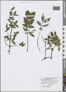 Euonymus verrucosus Scop., Eastern Europe, Middle Volga region (E8) (Russia)