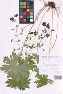 Geranium phaeum L., Eastern Europe, Central region (E4) (Russia)