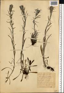 Omalotheca sylvatica (L.) Sch. Bip. & F. W. Schultz, Eastern Europe, Moscow region (E4a) (Russia)