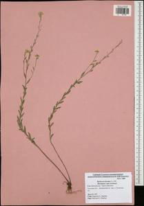 Berteroa incana (L.) DC., Eastern Europe, Central region (E4) (Russia)
