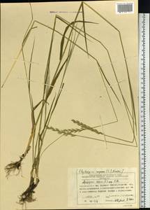 Elymus repens (L.) Gould, Siberia, Central Siberia (S3) (Russia)