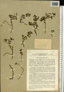 Euphorbia undulata M.Bieb., Eastern Europe, Lower Volga region (E9) (Russia)