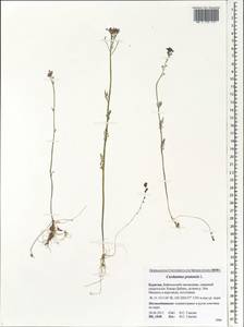 Cardamine pratensis L., Siberia, Baikal & Transbaikal region (S4) (Russia)