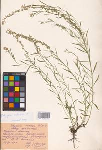 Polygala vulgaris L., Eastern Europe, Central forest-and-steppe region (E6) (Russia)