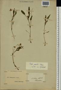 Viola pumila Chaix, Eastern Europe, South Ukrainian region (E12) (Ukraine)