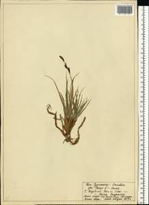 Carex bigelowii Torr. ex Schwein., Eastern Europe, Northern region (E1) (Russia)