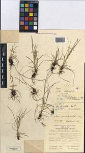 Carex korkischkoae A.E.Kozhevn., Siberia, Russian Far East (S6) (Russia)
