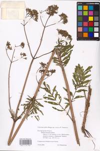 Valeriana dubia Bunge, Eastern Europe, Central forest-and-steppe region (E6) (Russia)