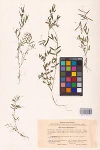 Vicia sativa subsp. nigra (L.)Ehrh., Eastern Europe, North-Western region (E2) (Russia)