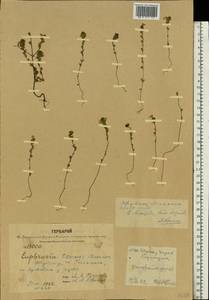 Euphrasia ×vernalis List, Eastern Europe, Central forest region (E5) (Russia)