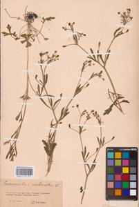 Ranunculus sceleratus L., Eastern Europe, Eastern region (E10) (Russia)