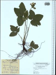 Fragaria moschata Duchesne, Eastern Europe, Central region (E4) (Russia)