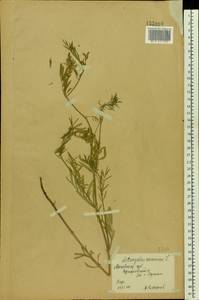 Astragalus arenarius L., Eastern Europe, Moscow region (E4a) (Russia)