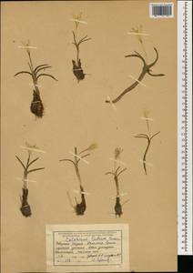 Colchicum luteum Baker, South Asia, South Asia (Asia outside ex-Soviet states and Mongolia) (ASIA) (India)