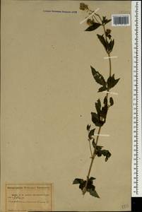 Eupatorium cannabinum L., Caucasus, Abkhazia (K4a) (Abkhazia)