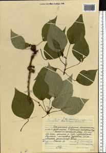 Populus balsamifera L., Eastern Europe, Middle Volga region (E8) (Russia)