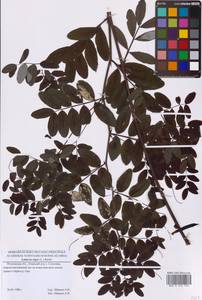 Lathyrus niger (L.) Bernh., Eastern Europe, Moscow region (E4a) (Russia)