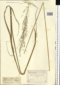 Molinia caerulea (L.) Moench, Eastern Europe, North Ukrainian region (E11) (Ukraine)